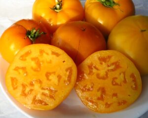 Beefsteak yellow tomato 